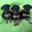 Diana ,Dave,Dafn�