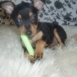 Artemis je�t� �t���tko-25.4.2010